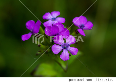 Hama Nadeshiko / Fuji Nadeshiko / Bena Nadeshiko Hama Nadeshiko / Fuji Nadeshiko / Bena Nadeshiko 116493149