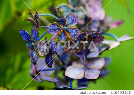 最後的繡球花 116493168