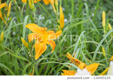 百合花橙夏花素材 百合花橙夏花素材 116493220