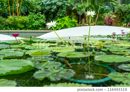 Kusatsu City, Shiga Prefecture Aquatic Botanical Park Mizunomori Greenhouse Water lotus flower floating in the pond of Lotus Building Kusatsu City, Shiga Prefecture Aquatic Botanical Park Mizunomori Greenhouse Water lotus flower floating in the pond of Lotus Building 116493319