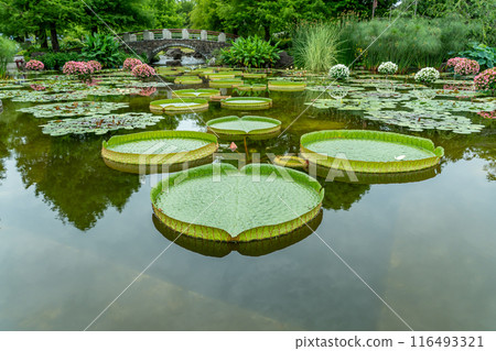 Kusatsu City, Shiga Prefecture Aquatic Botanical Park Mizunomori Water Garden Hanakage no Ike 116493321