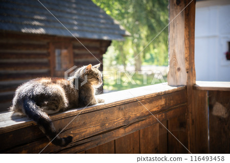 Grey and white domestic cat relaxing on the wooden railing of an old countryside house, Europe 116493458
