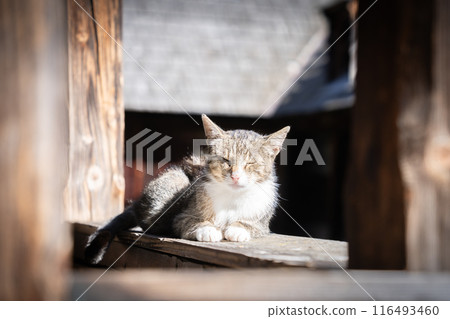 Grey and white domestic cat falling asleep, relaxing on the wooden beams of an old house Grey and white domestic cat falling asleep, relaxing on the wooden beams of an old house 116493460