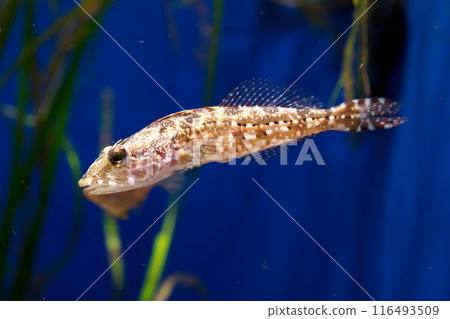Kirin Hollow Goby Kirin Hollow Goby 116493509