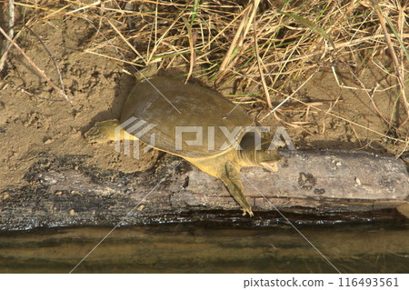正在曬甲的甲魚,面容迷人 正在曬甲的甲魚,面容迷人 116493561