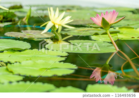 Kusatsu City, Shiga Prefecture Aquatic Botanical Park Mizunomori Greenhouse Water lotus flower floating in the pond of Lotus Building Kusatsu City, Shiga Prefecture Aquatic Botanical Park Mizunomori Greenhouse Water lotus flower floating in the pond of Lotus Building 116493656