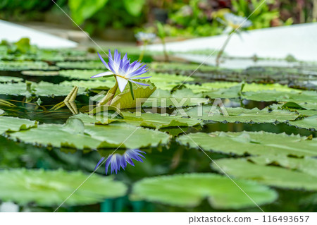 滋賀縣草津市水生植物園水之森溫室水蓮花漂浮在蓮花樓的池塘里 116493657