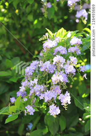 Light purple Duranta flower 116493669