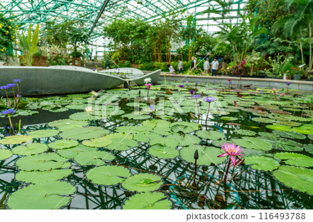 滋賀縣草津市水之森水生植物公園蓮花館溫室內漂浮的睡蓮池 116493788