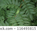 Japanese pepper and swallowtail butterfly larvae 116493815
