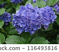hydrangea   116493816