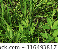 Locust  116493817