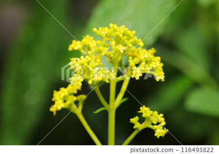 Ominaeshi，七種秋季草本植物之一，在傘房花序中綻放，開有許多黃色小花（自然光微距特寫） 116493822