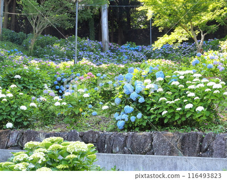 靜岡縣秋葉公園繡球花六月 116493823