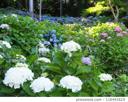 Hydrangeas at Akiba Park, Shizuoka Prefecture, June Hydrangeas at Akiba Park, Shizuoka Prefecture, June 116493829