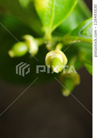 Baby lime fruits starting to grow after the flowers have withered and the petals have fallen off (natural light + strobe, macro close-up) 116493830