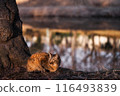 一隻貓 116493839