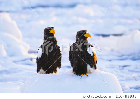 Two Steller's sea eagles on drift ice 116493933