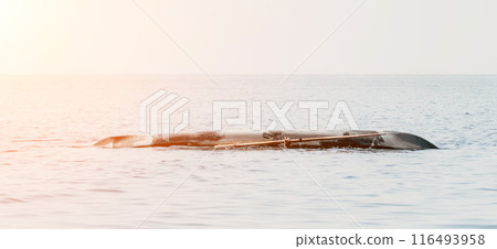 Woman sea kayak. Happy smiling woman in kayak on ocean, paddling with wooden oar. Calm sea water and horizon in background. Active lifestyle at sea. Summer vacation. Woman sea kayak. Happy smiling woman in kayak on ocean, paddling with wooden oar. Calm sea water and horizon in background. Active lifestyle at sea. Summer vacation. 116493958