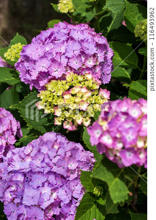 Hydrangea blooming in the rainy season Hydrangea blooming in the rainy season 116493962