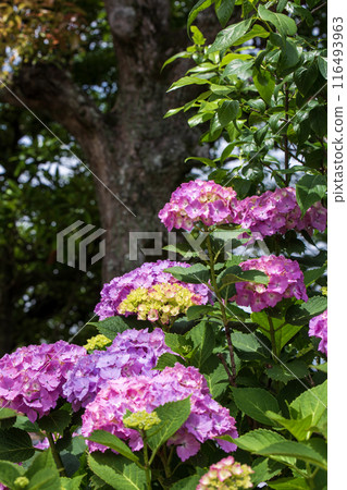 The pink hydrangea is beautiful 116493963