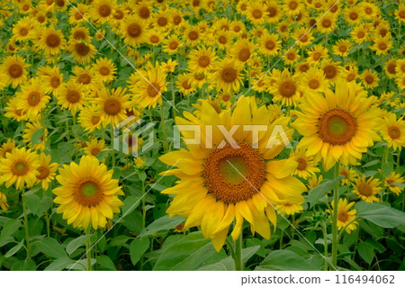Sunflowers covering the fallow fields of Oharano 116494062