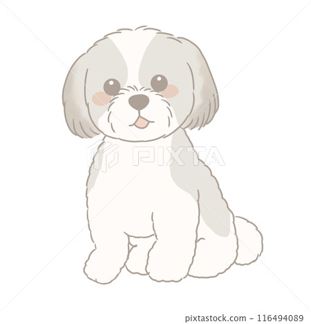 Shih Tzu sitting 116494089