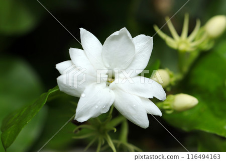 阿拉伯茉莉白花（Masturica、Sambac、自然光微距特寫） 116494163