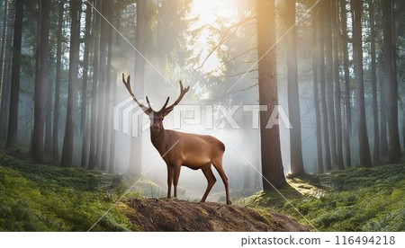 A deer quietly standing in the forest 116494218