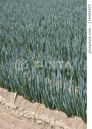 Summer rural scenery with leek fields, Yazu Town, Tottori Prefecture Summer rural scenery with leek fields, Yazu Town, Tottori Prefecture 116494307