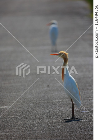 Baby Egret Baby Egret 116494356