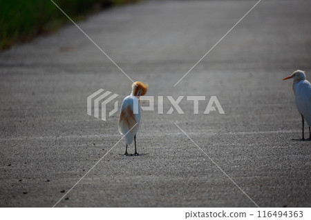 Baby Egret 116494363