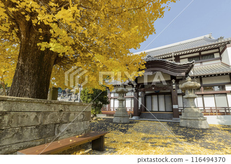 瑞幸山永勝寺的銀杏樹 瑞幸山永勝寺的銀杏樹 116494370