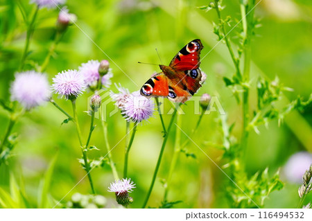 Peacock butterfly resting on a flower 116494532
