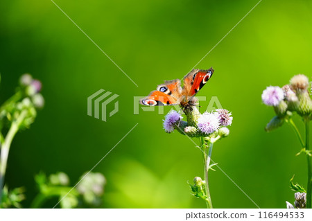 Peacock butterfly resting on a flower 116494533