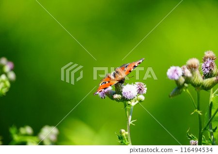 Peacock butterfly resting on a flower 116494534