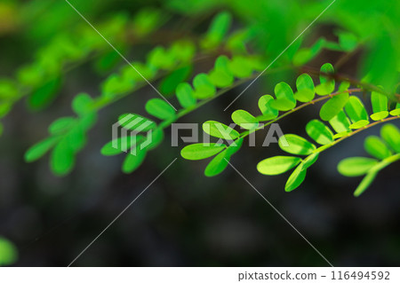 Summer leaves 116494592