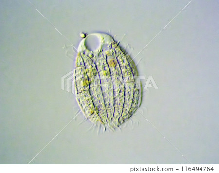 Ciliate Colleps 116494764