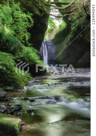 福島縣山津町、吉平的新綠與不動瀑布 116494843