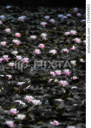 初夏的睡蓮在清晨的陽光下閃閃發光 116494903