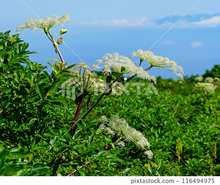 Gassan Midagahara Yamagata Prefecture Gassan Midagahara Yamagata Prefecture 116494975