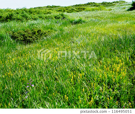 Gassan Midagahara Yamagata Prefecture Gassan Midagahara Yamagata Prefecture 116495051
