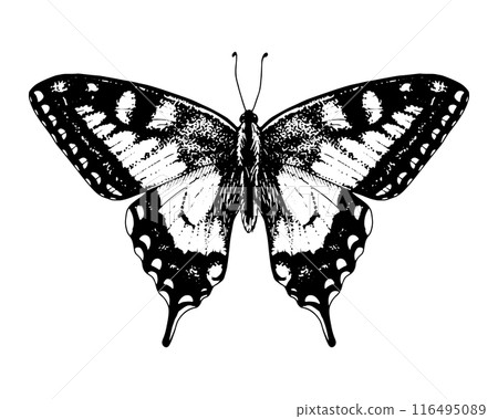 Butterfly swallowtail. Vector Hand drawn illustration. Black and white graphic clip art on a background. Drawing of an insect with spread wings. Flying papilio sketch. For printing on kids t-shirts 116495089