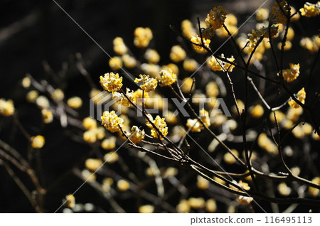 Yellow flowers of Mitsumata 116495113