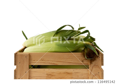 corn cobs with green leaves in box isolated on white background corn cobs with green leaves in box isolated on white background 116495142