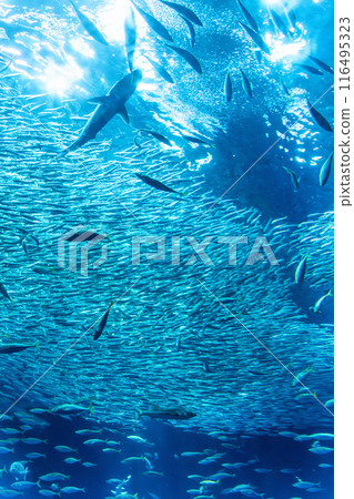 The large aquarium at Aqua World Oarai in Hitachinaka, Ibaraki Prefecture The large aquarium at Aqua World Oarai in Hitachinaka, Ibaraki Prefecture 116495323