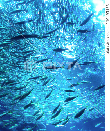 茨城縣常陸那珂市大洗水世界的大型水族館 茨城縣常陸那珂市大洗水世界的大型水族館 116495328