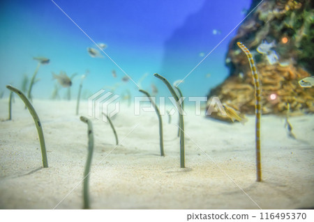 茨城縣常陸那珂市大水世界、中華鰻魚 茨城縣常陸那珂市大水世界、中華鰻魚 116495370