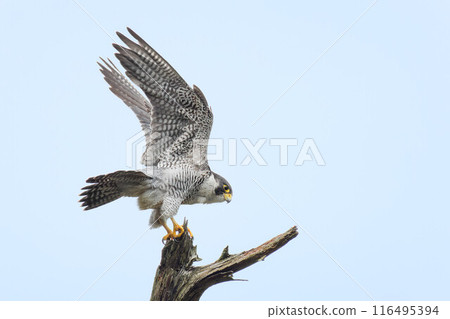 A peregrine falcon spots prey and jumps out of a dead tree A peregrine falcon spots prey and jumps out of a dead tree 116495394