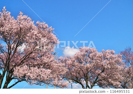 Cherry blossoms by the lake, Lake Suwa 116495531